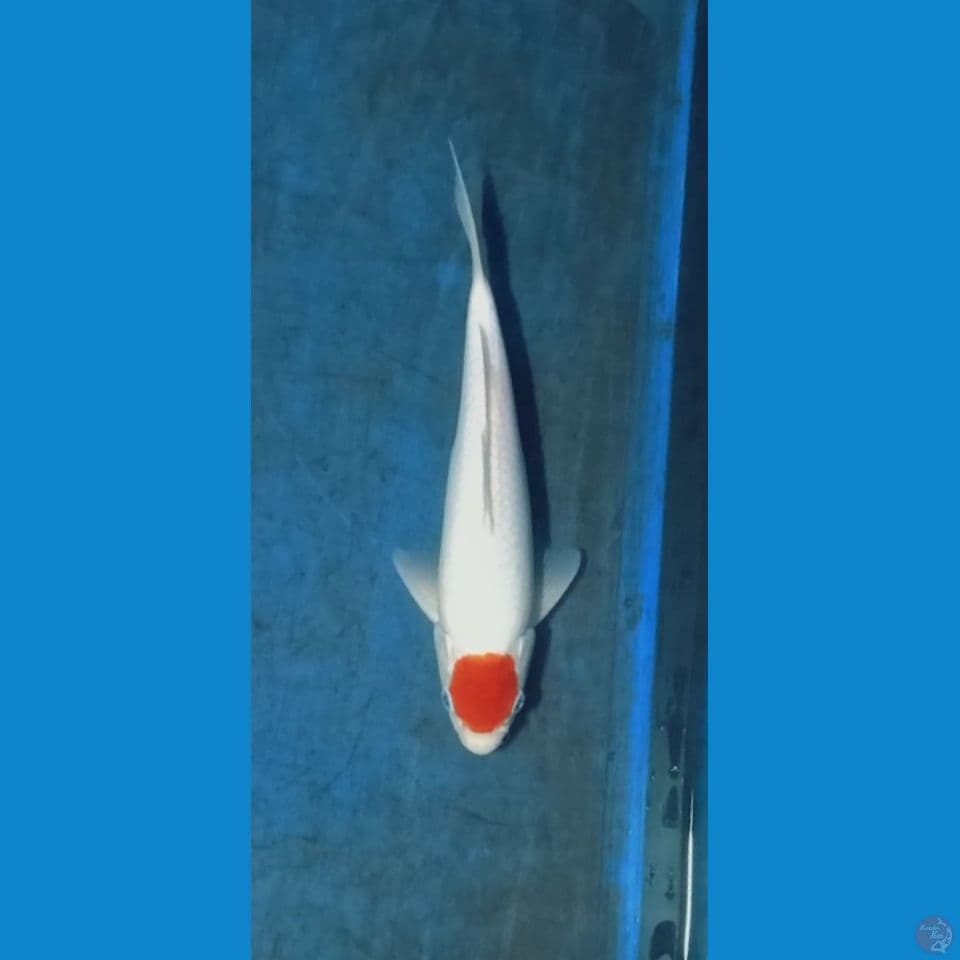tanco kohaku show quality