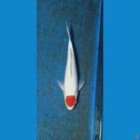 tanco kohaku show quality