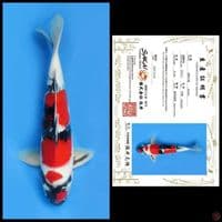 SHOWA SAKAI, 35CM