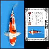 SHOWA SHINODA, 45CM