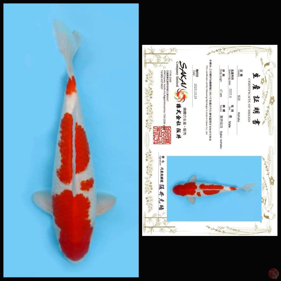 KOHAKU SAKAI, 47CM
