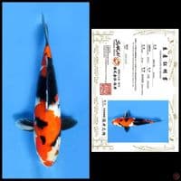 SHOWA SAKAI, 29CM