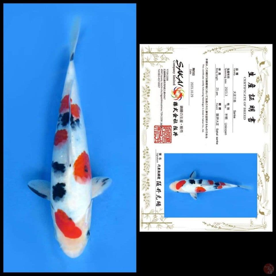 SANKE SAKAI, 25CM