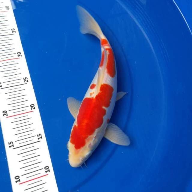Kohaku