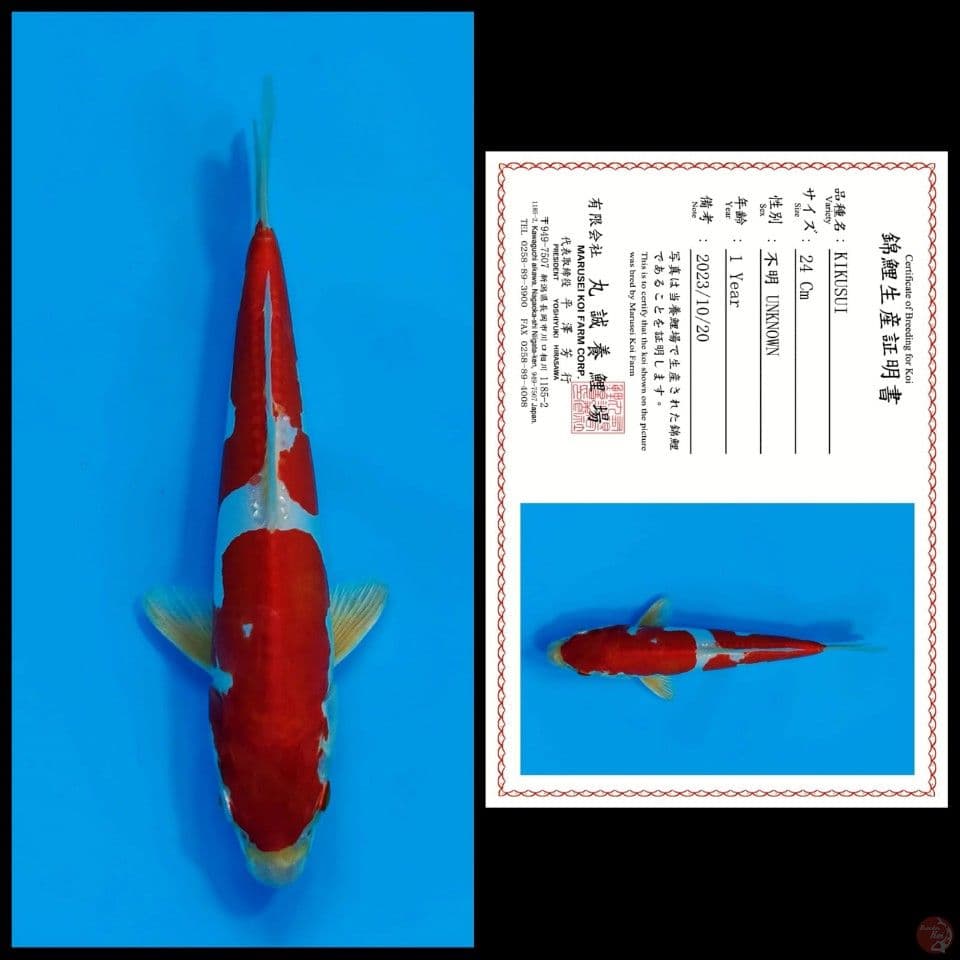 KIKUSUI MARUSEI, 24CM
