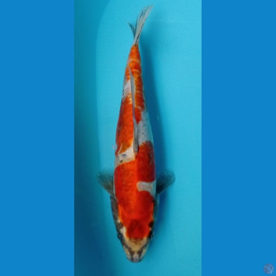 INAZUM 35CM
