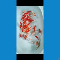 50EKOR TAMASABA SHORT TAIL SIZE 6-12CM