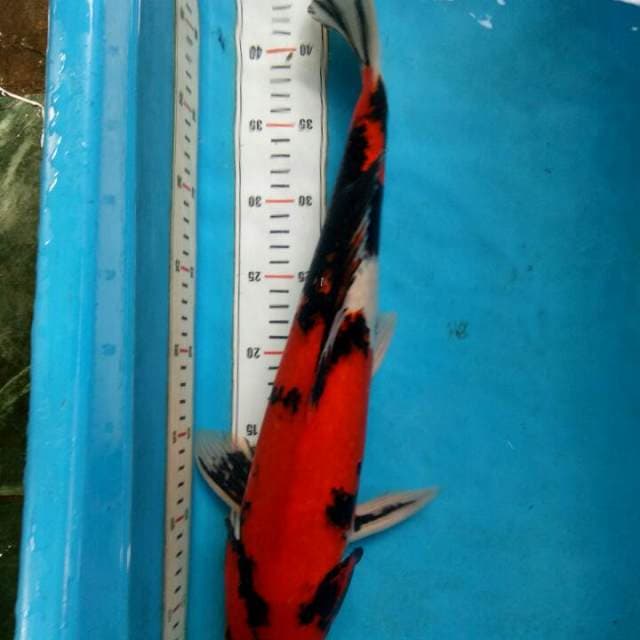 46cm-Soa-Male