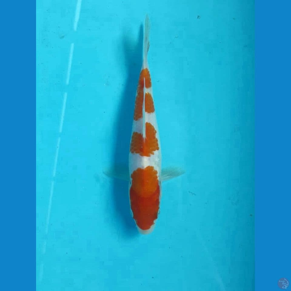 Kohaku 16cm