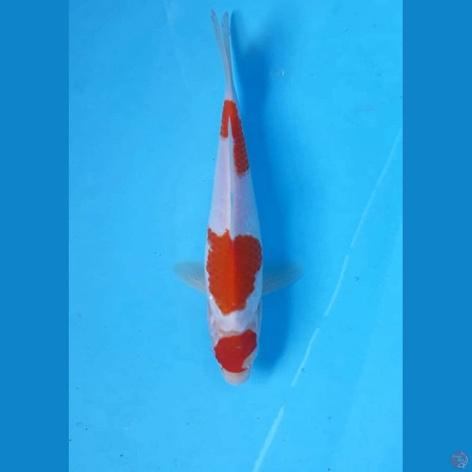 Kohaku 22cm