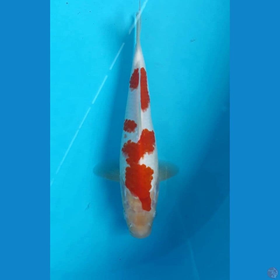Kohaku 23cm