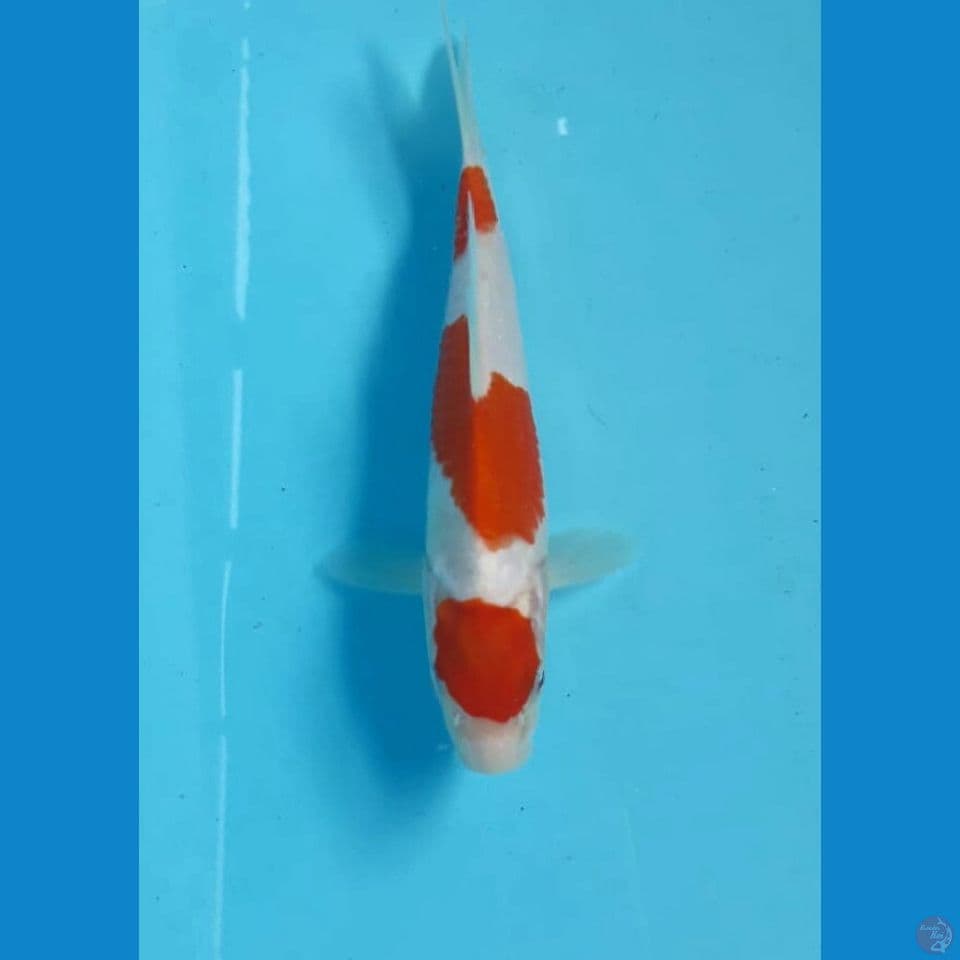 Kohaku 18cm