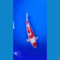 kohaku Halus 32Cm Jantan