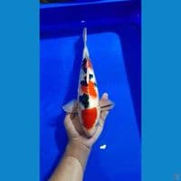 Sanke Male 33cm