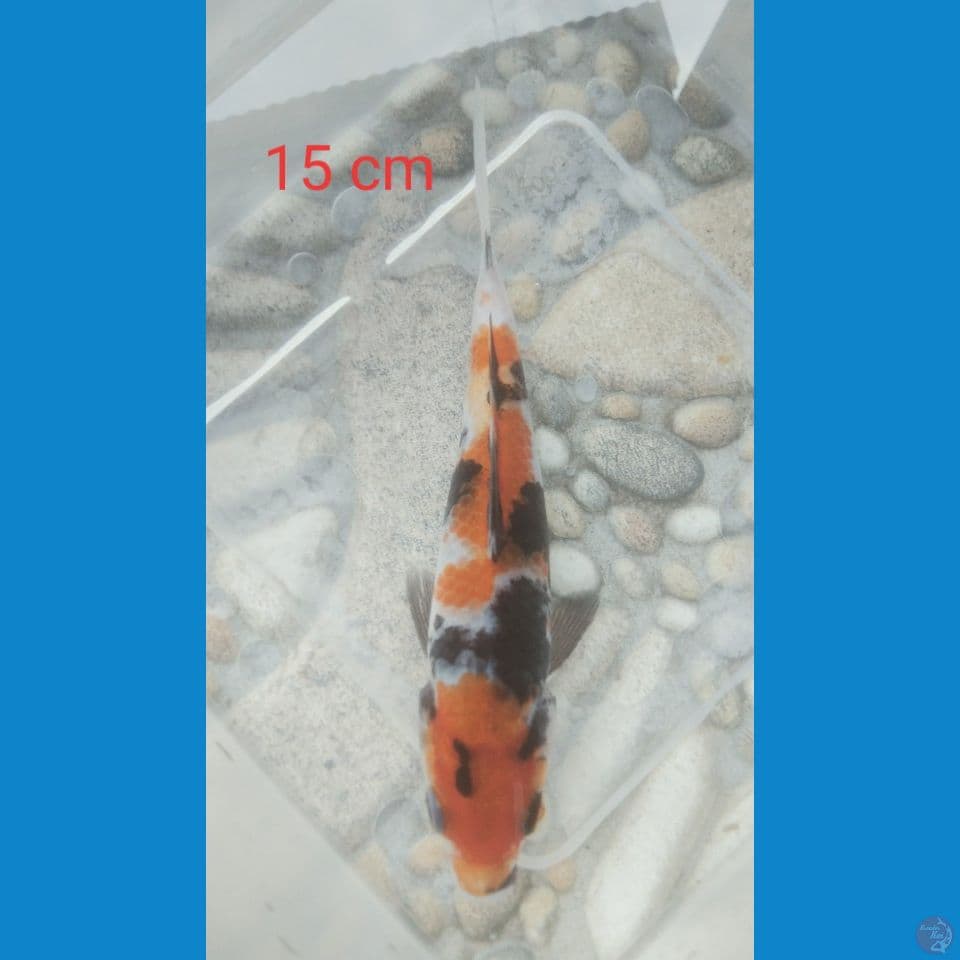 showa cilik 15 cm