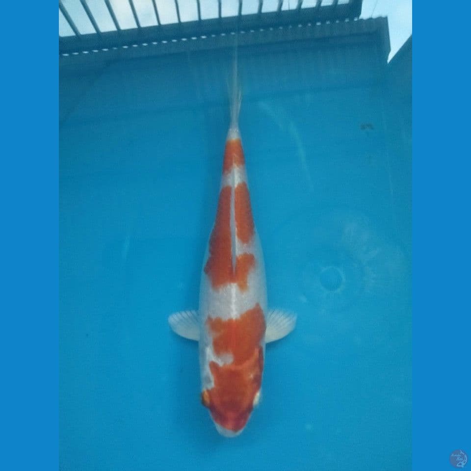 sakura ogon 19 cm