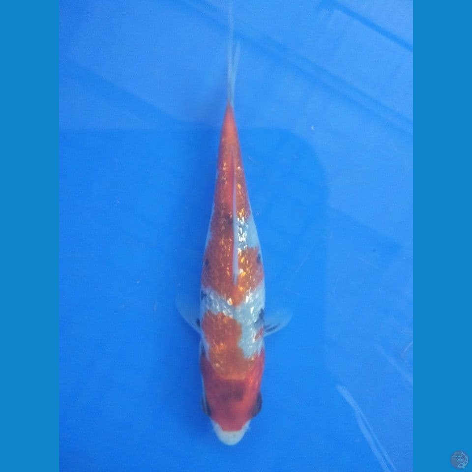 showa ginrin oke 15 cm