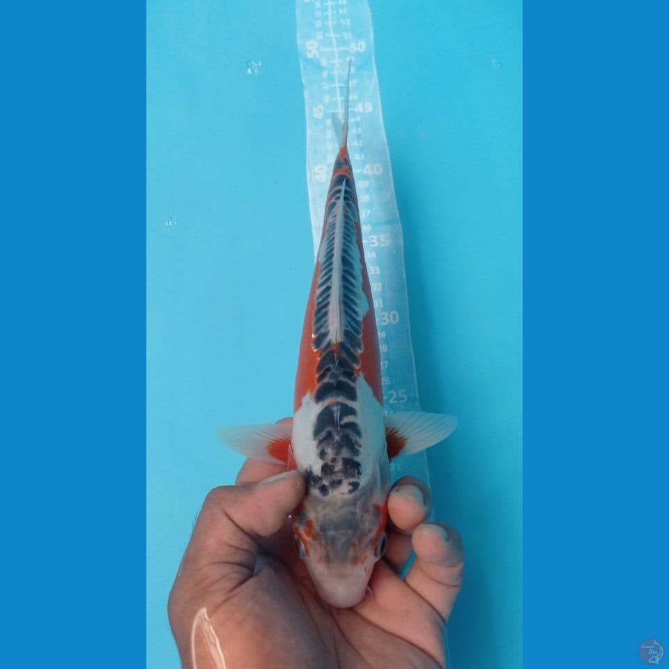 SUSUI 28CM
