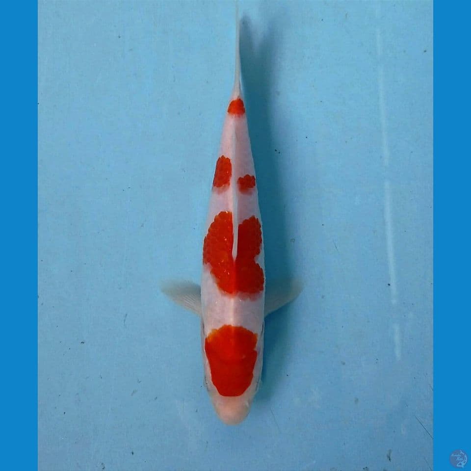 kohaku, 19 cm