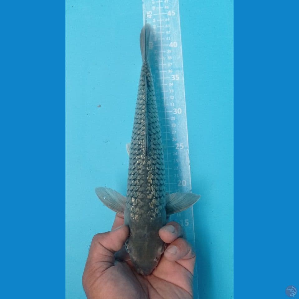 GINRIN 33CM
