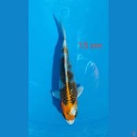 kujaku hikari oke 15 cm