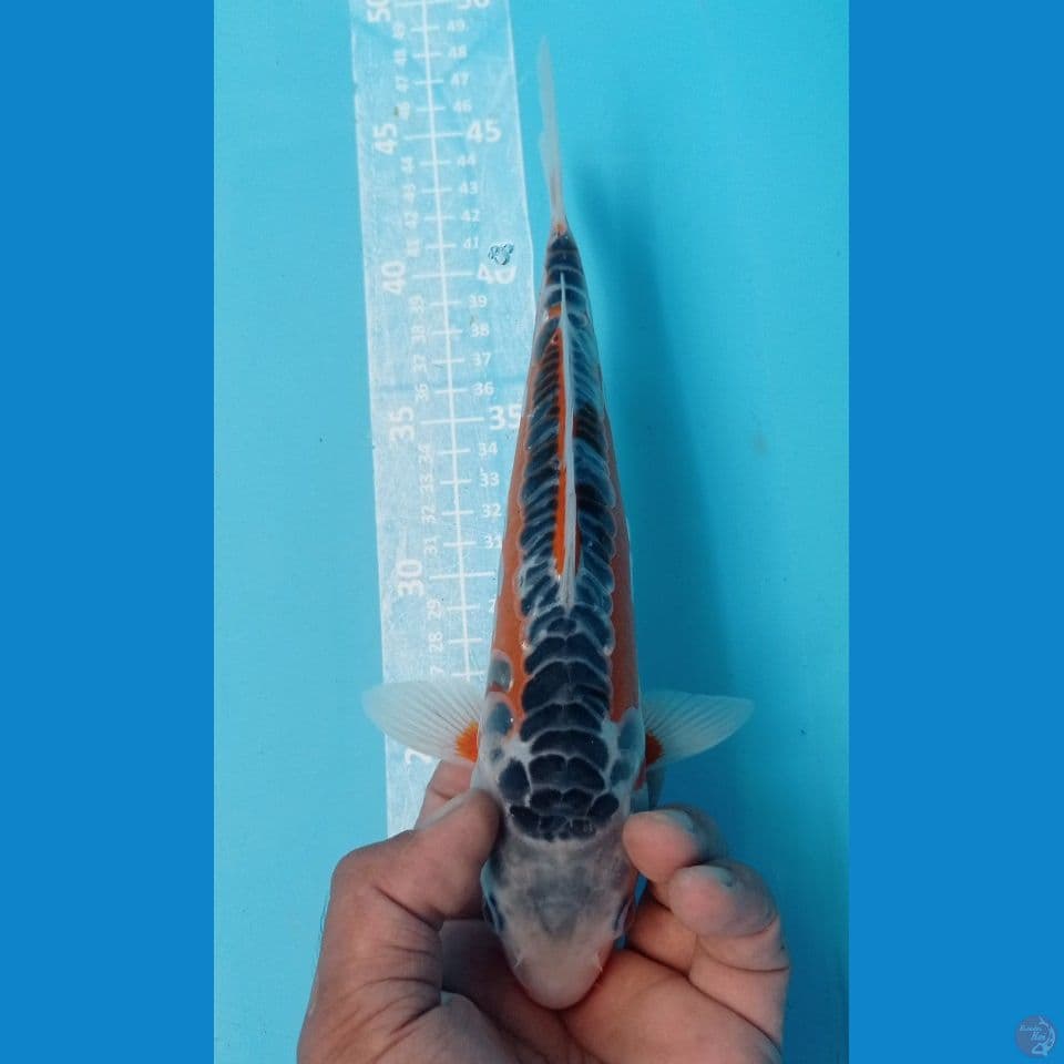 HANA 27CM