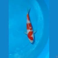 kohaku 22 cm