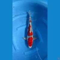 gosiki SQ 40cm male
