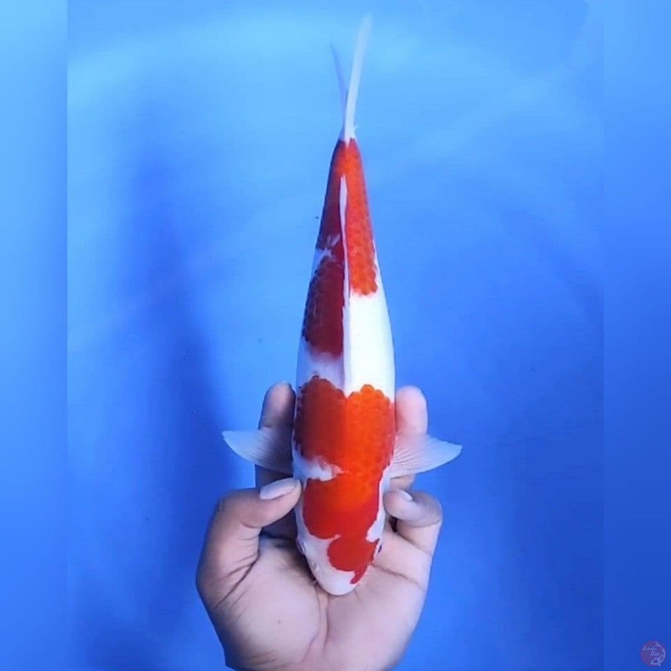 KOHAKU # 29CM - M