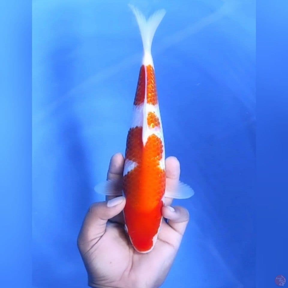 KOHAKU GINRIN # 28CM - F