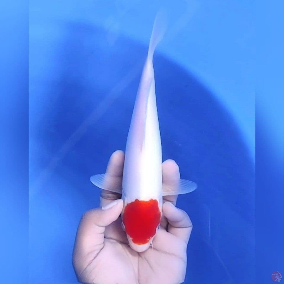 TANCHO KOHAKU # 25CM - F