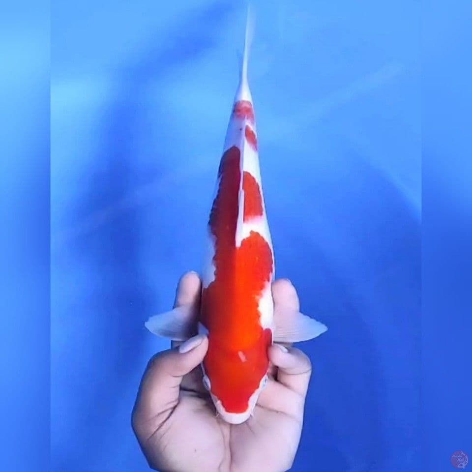 KOHAKU # 30CM - M