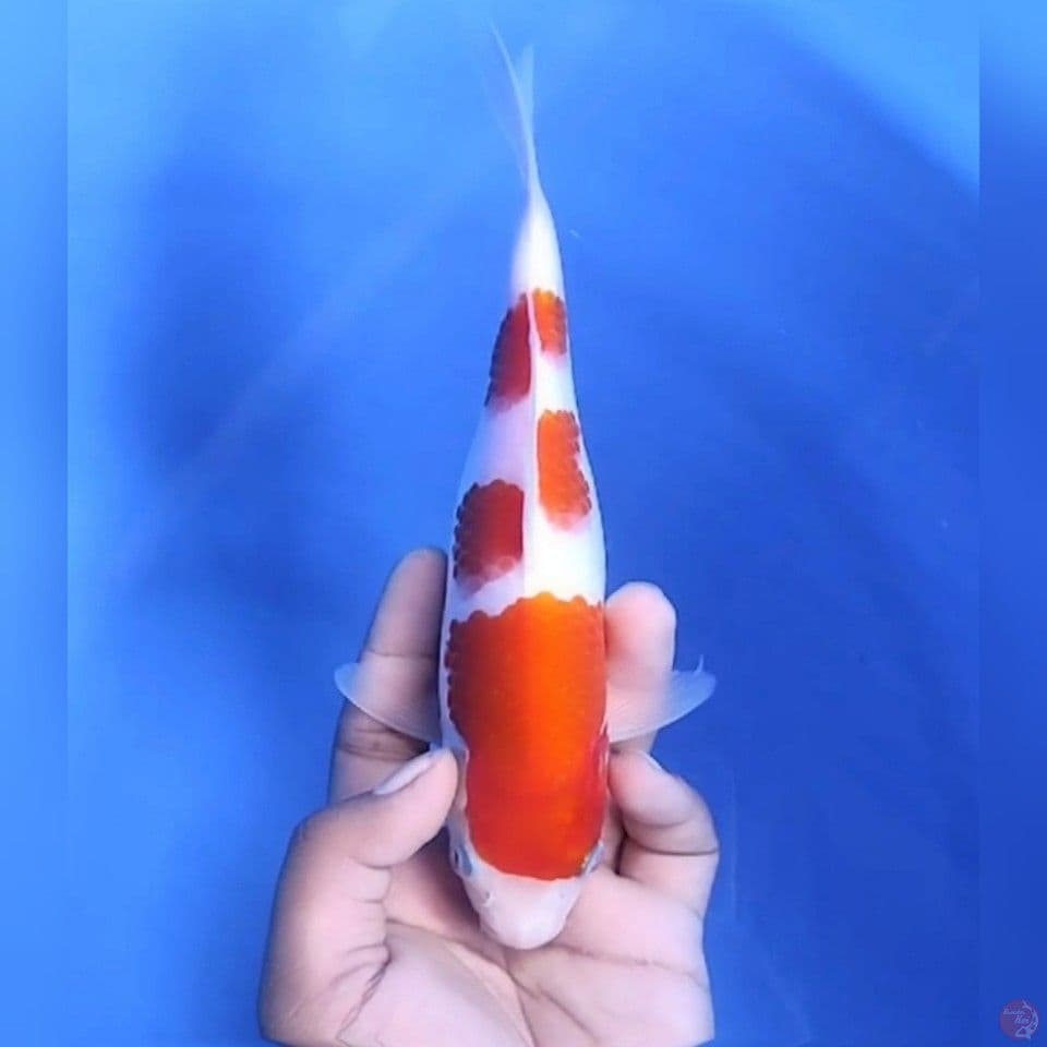 KOHAKU ORIGINAL # 22CM - F