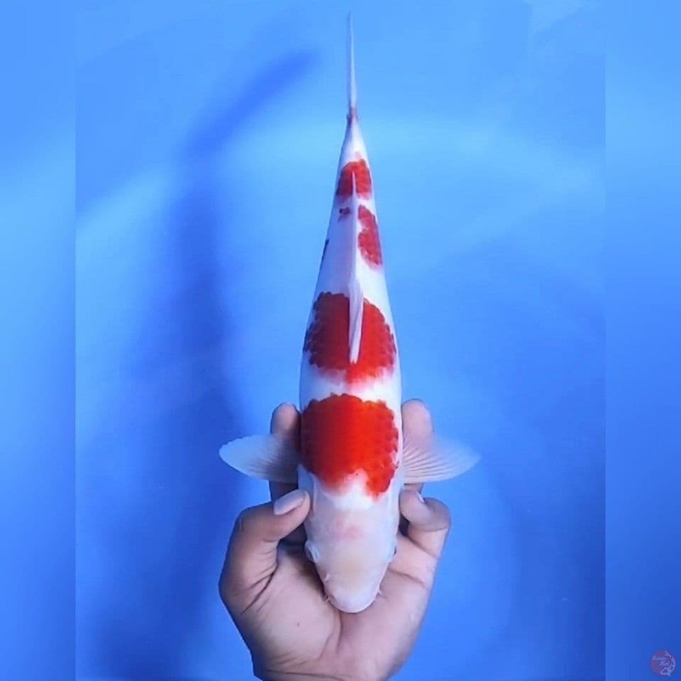 KOHAKU # 34CM - M
