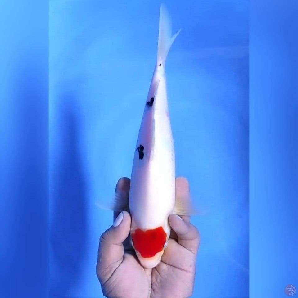 TANCHO SANKE # 27CM - M