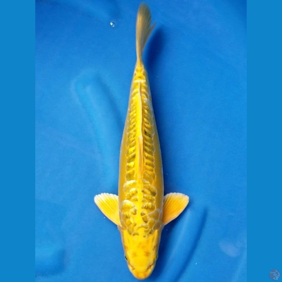 YELLOW ARAGOKE GINRIN 35 CM MALE