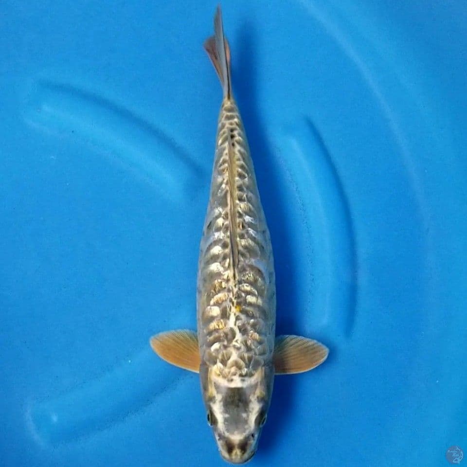 GOLD ARAGOKE GINRIN 34 CM FM