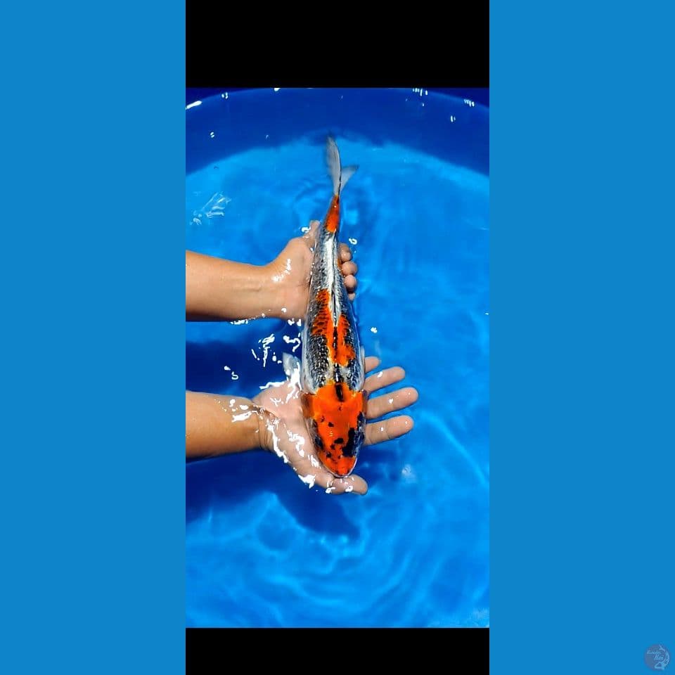 kujaku sisik domas  40 cm