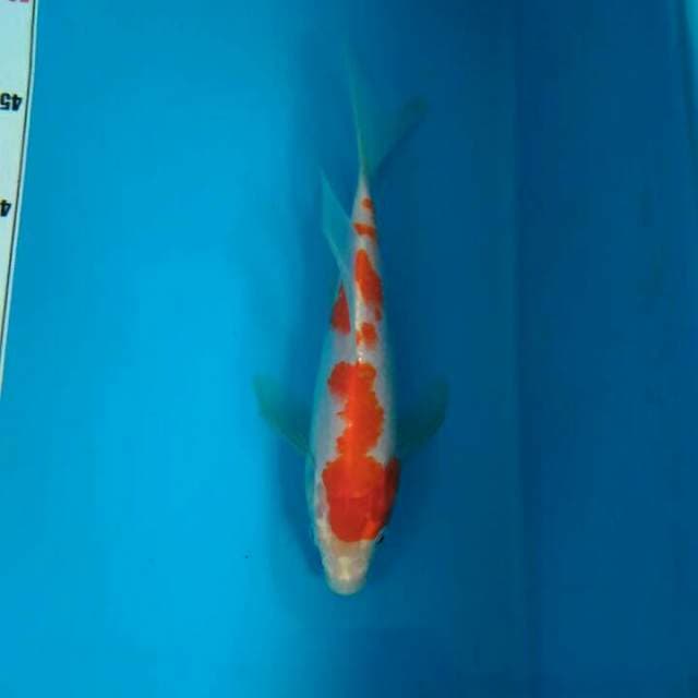 KUMPAY KOHAKU