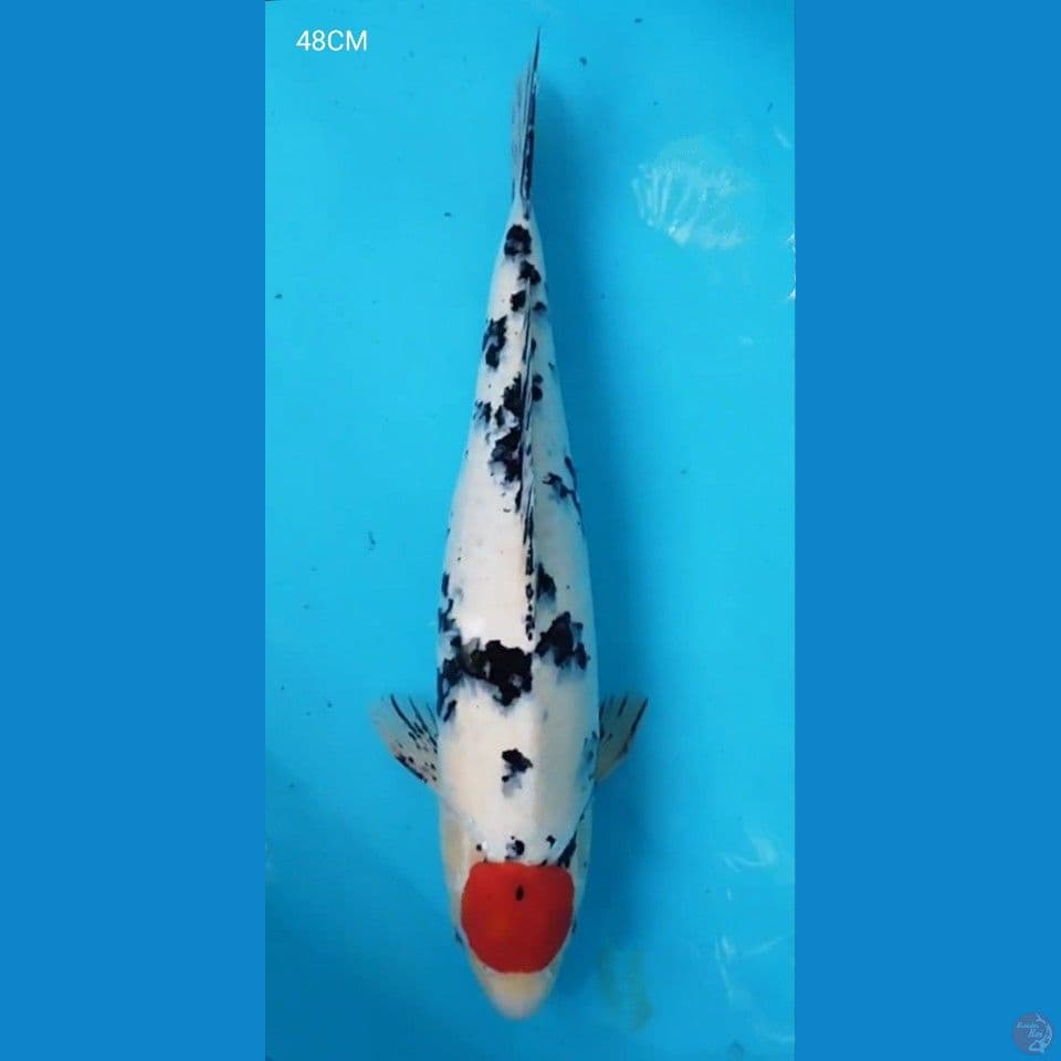 TANCO 50CM