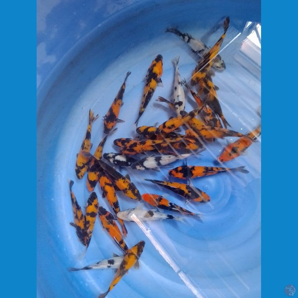 Mix Showa Shiro Utsuri 30 ekor