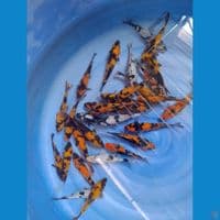 Mix Showa Shiro Utsuri 30 ekor