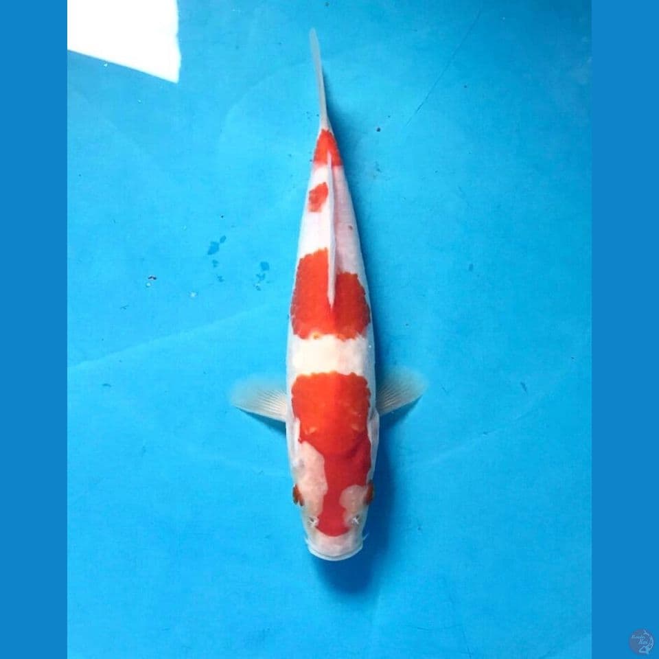 kohaku 23cm