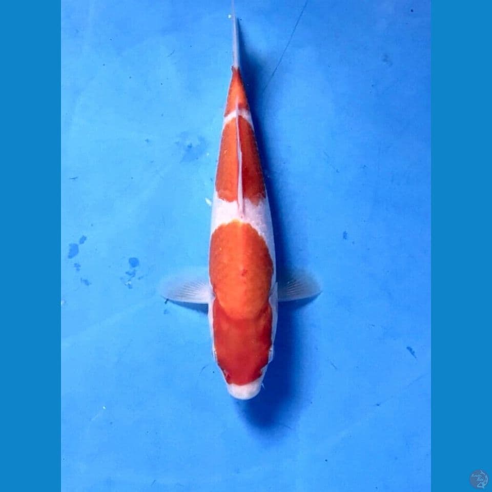 kohaku 18cm