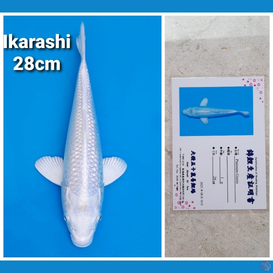 IKARASHI PLATINUM GINRIN 28CM SERTI