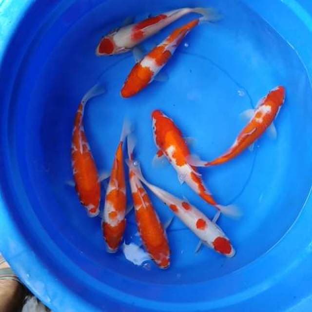 Paket kohaku bagus original 8 ekor 