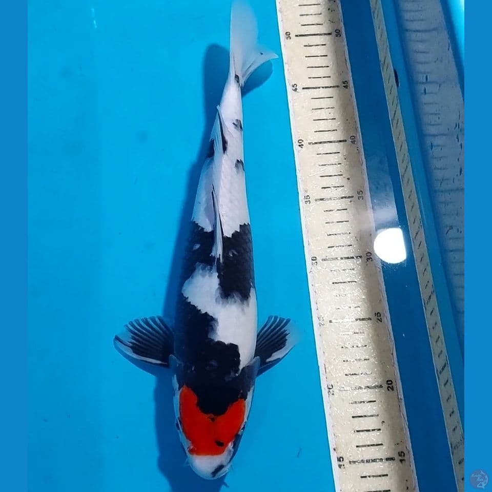 TANCHO SHOWA 31 CM