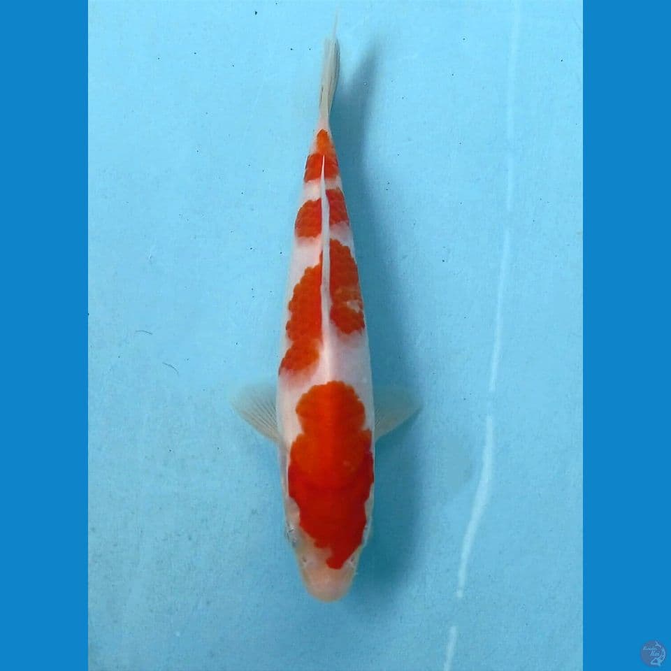 kohaku, 16 cm