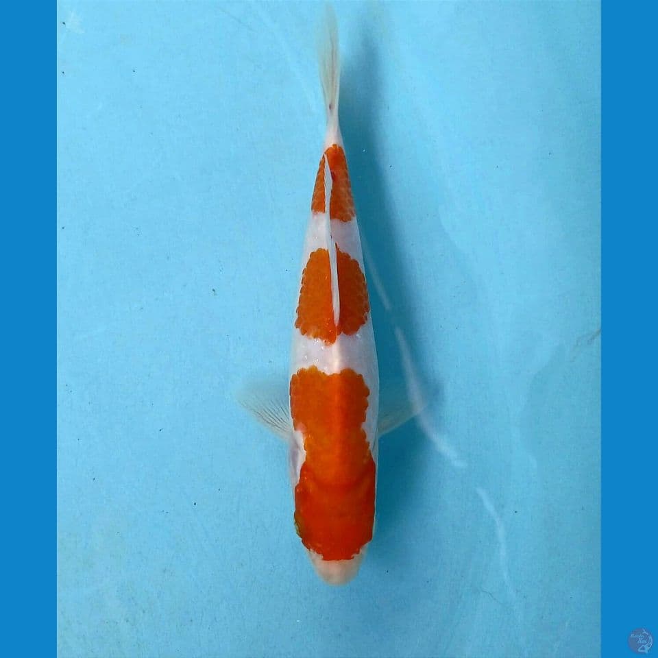kohaku, 17 cm
