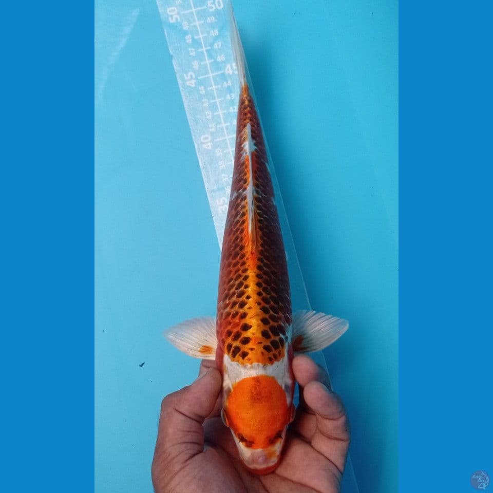 MARUTEN 34CM